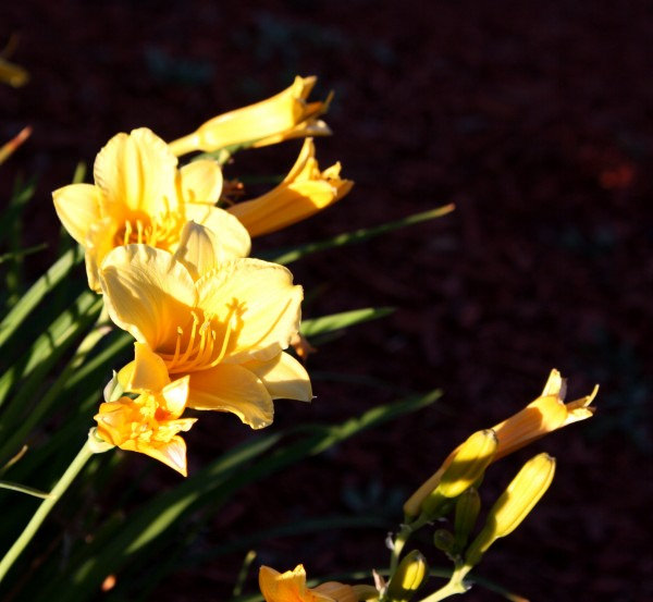 Yellow Flowers Background For Free