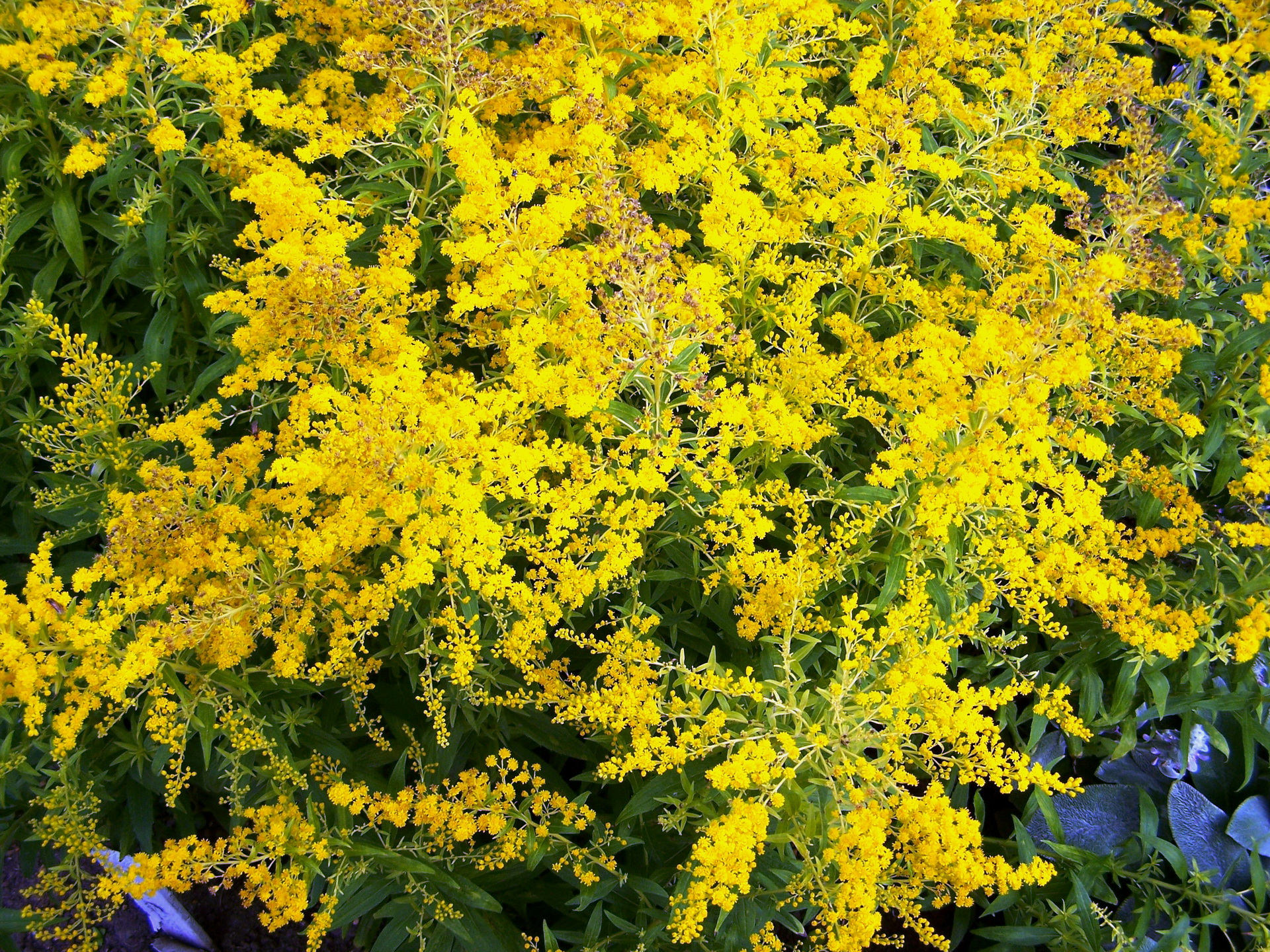 Yellow Mimosa Flowers Background