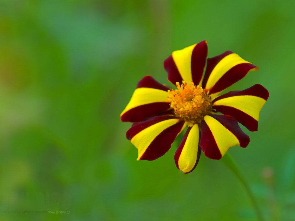 Yellow & Red Flower Background