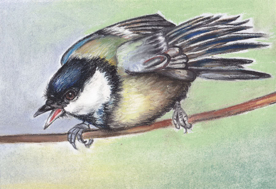 Titmouse Bird Drawing