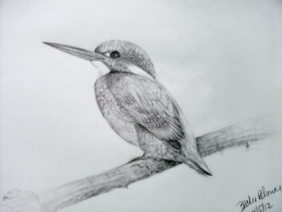 Kingfisher Bird Drawing