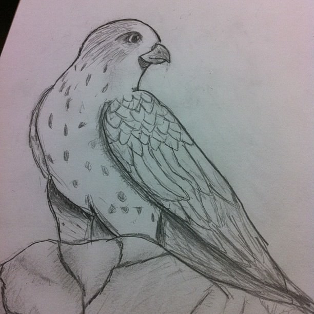Bird Drawing Art