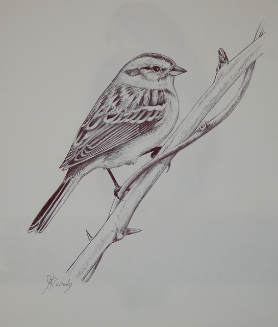 Sparrow Bird Drawing