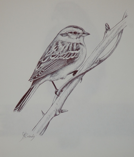 FREE 15 Bird Drawings in AI and Artworks for Your Inspiration