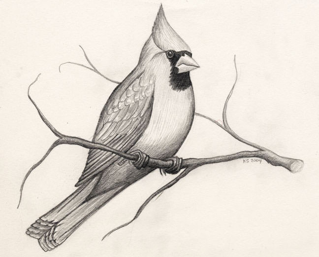 15 Bird Drawings - JPG Download