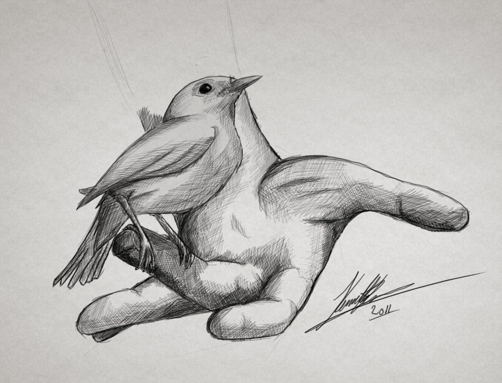 Bird on Hand Drawing