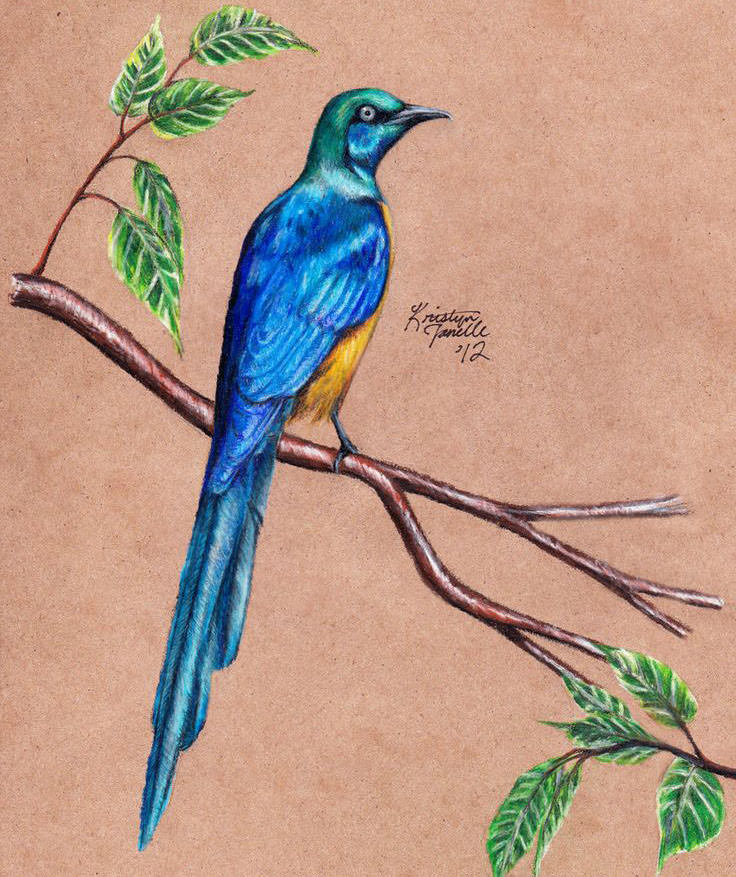 artist bird sketch