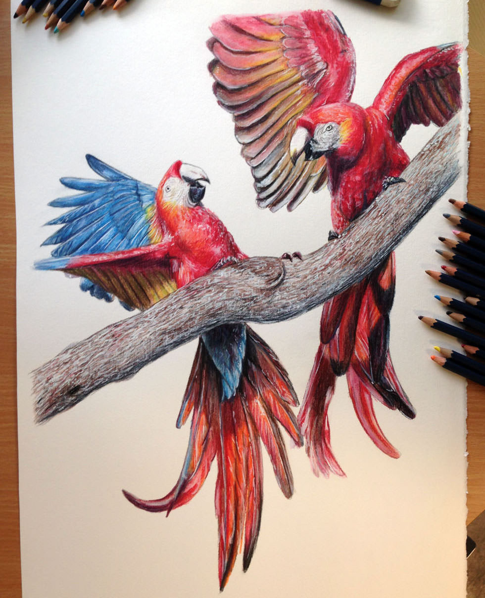Realistic Bird Drawing Art