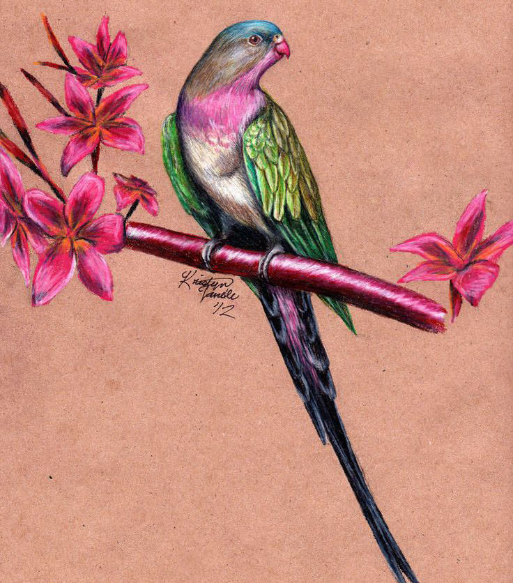 Colorful Bird Drawing