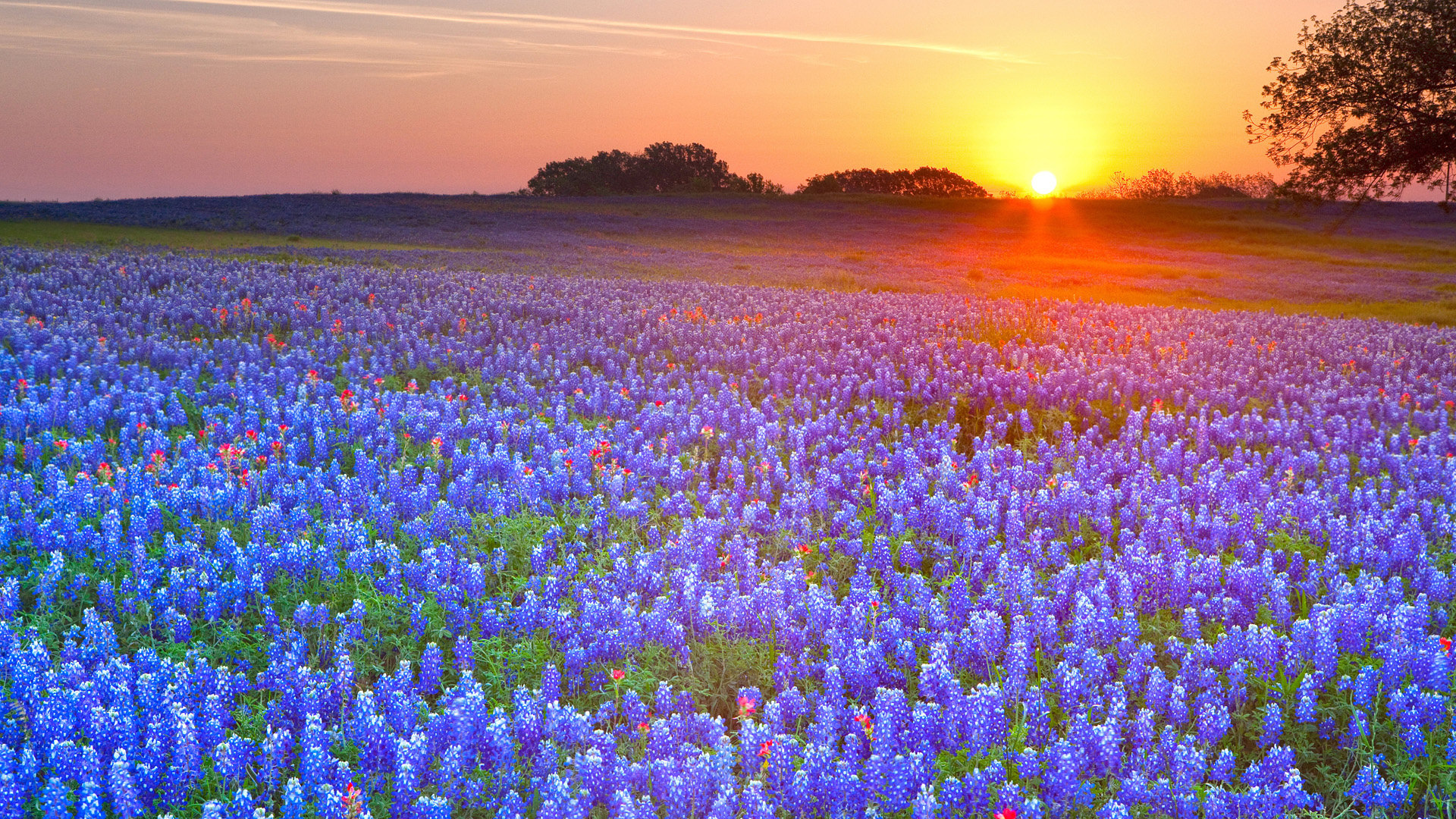 Texas Landscape Wallpaper