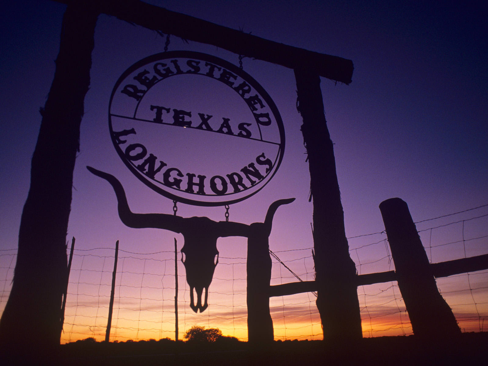 Texas Long Horns Wallpaper