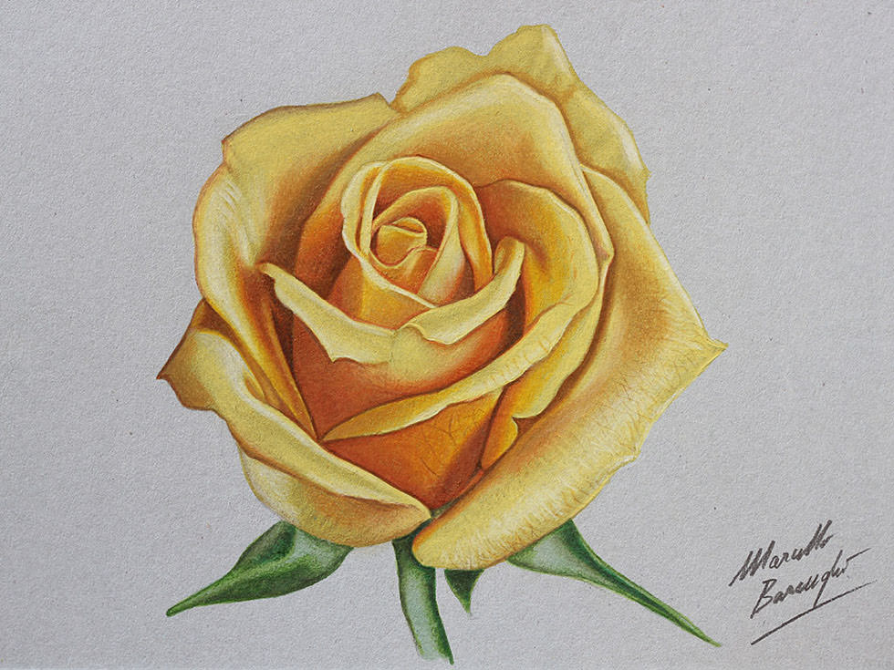 Yellow Rose Flower Drawing