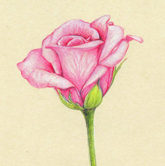 Rose Flower Drawing Art