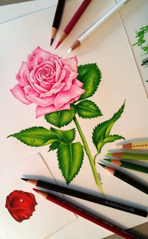 Pencil Drawing A Beautiful Rose Flower easy  YouTube