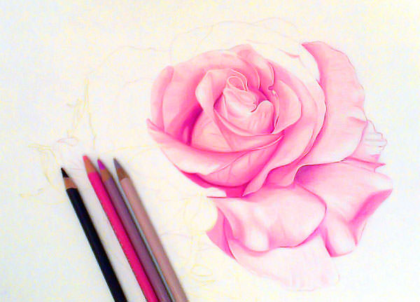 Pink Rose Flower Drawing with Sketches
