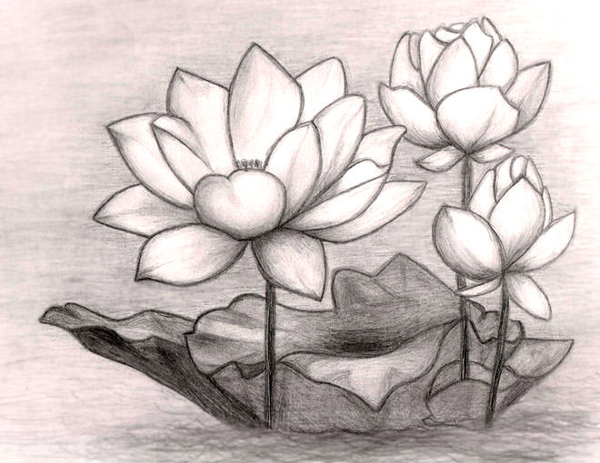 Lotus Flower Drawing