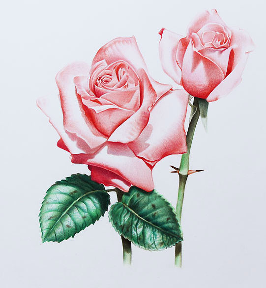 Beautiful Rose Flower Drawing pattern  Sumu Handicrafts  Facebook