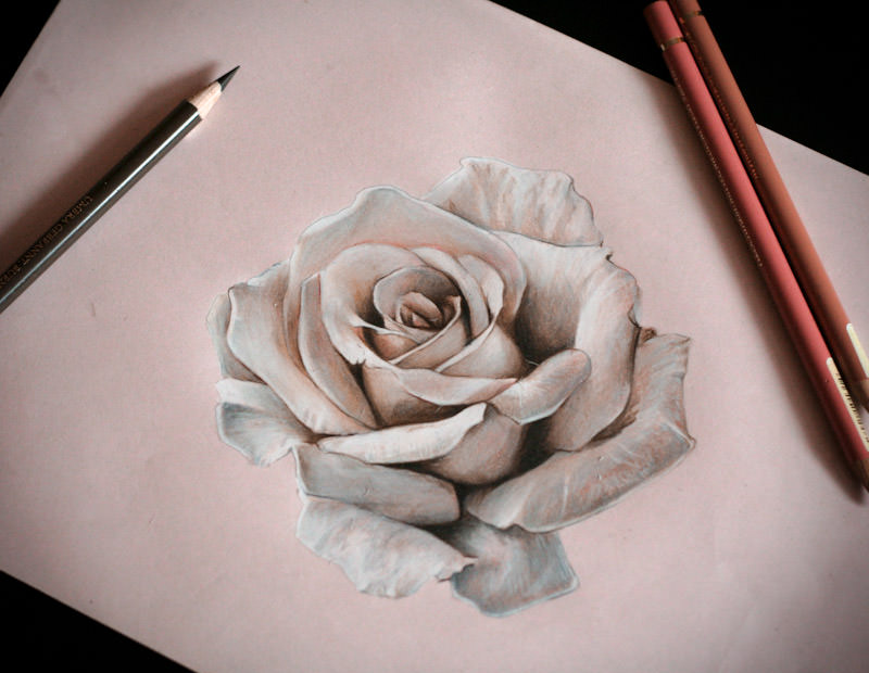 Rose Drawing realistic drawing HD phone wallpaper  Pxfuel