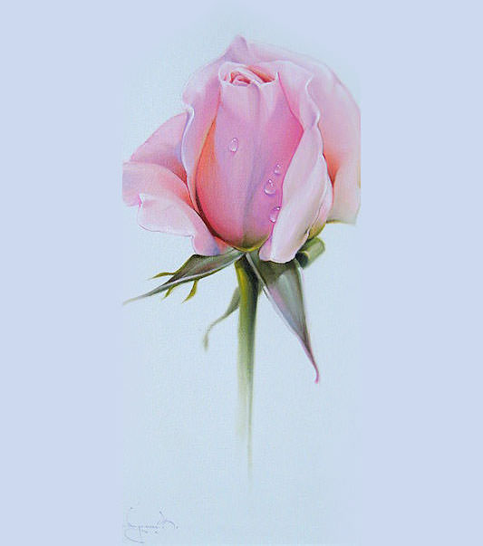 Rose Color Pencil Drawing