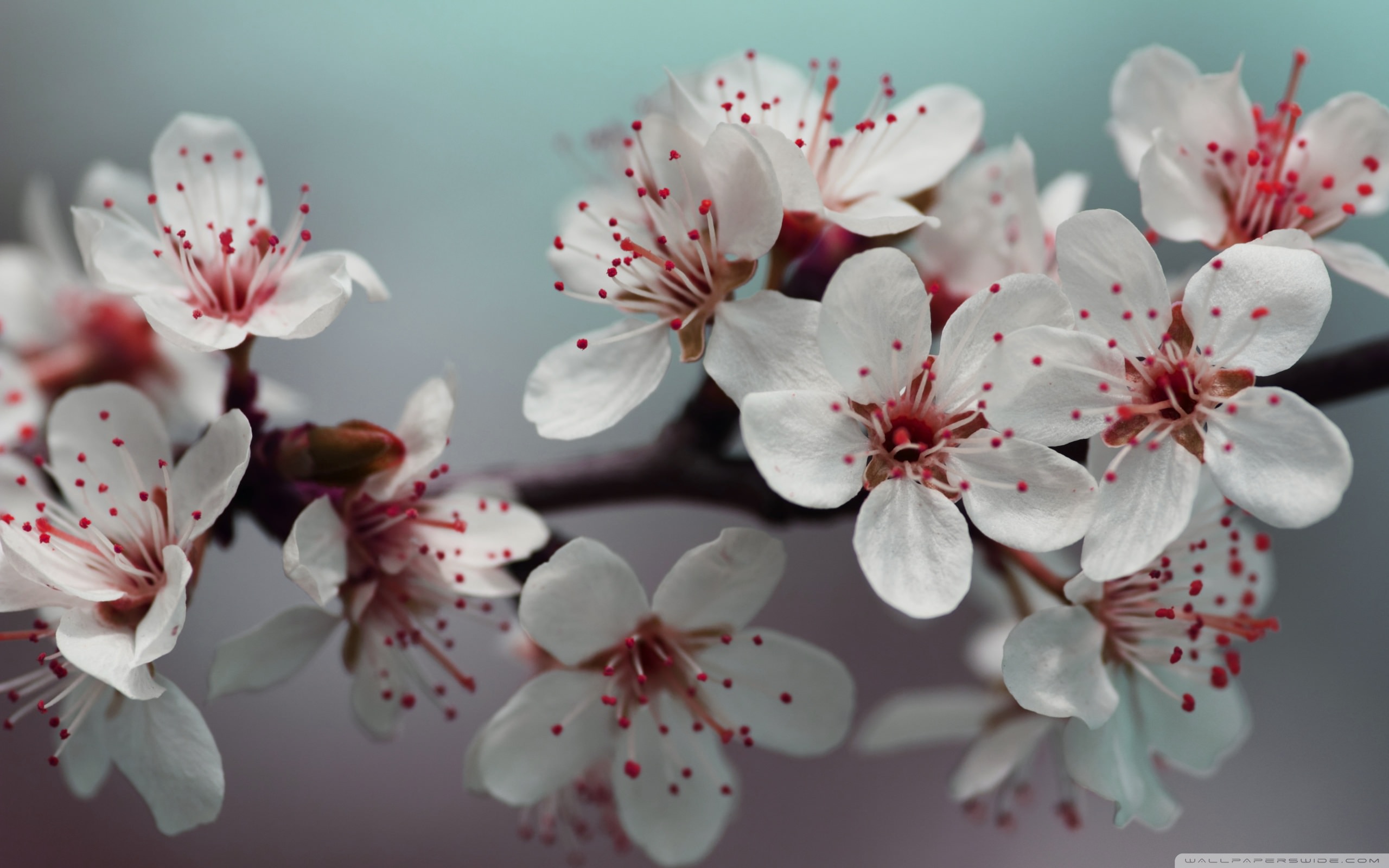 Download Blossom wallpaper