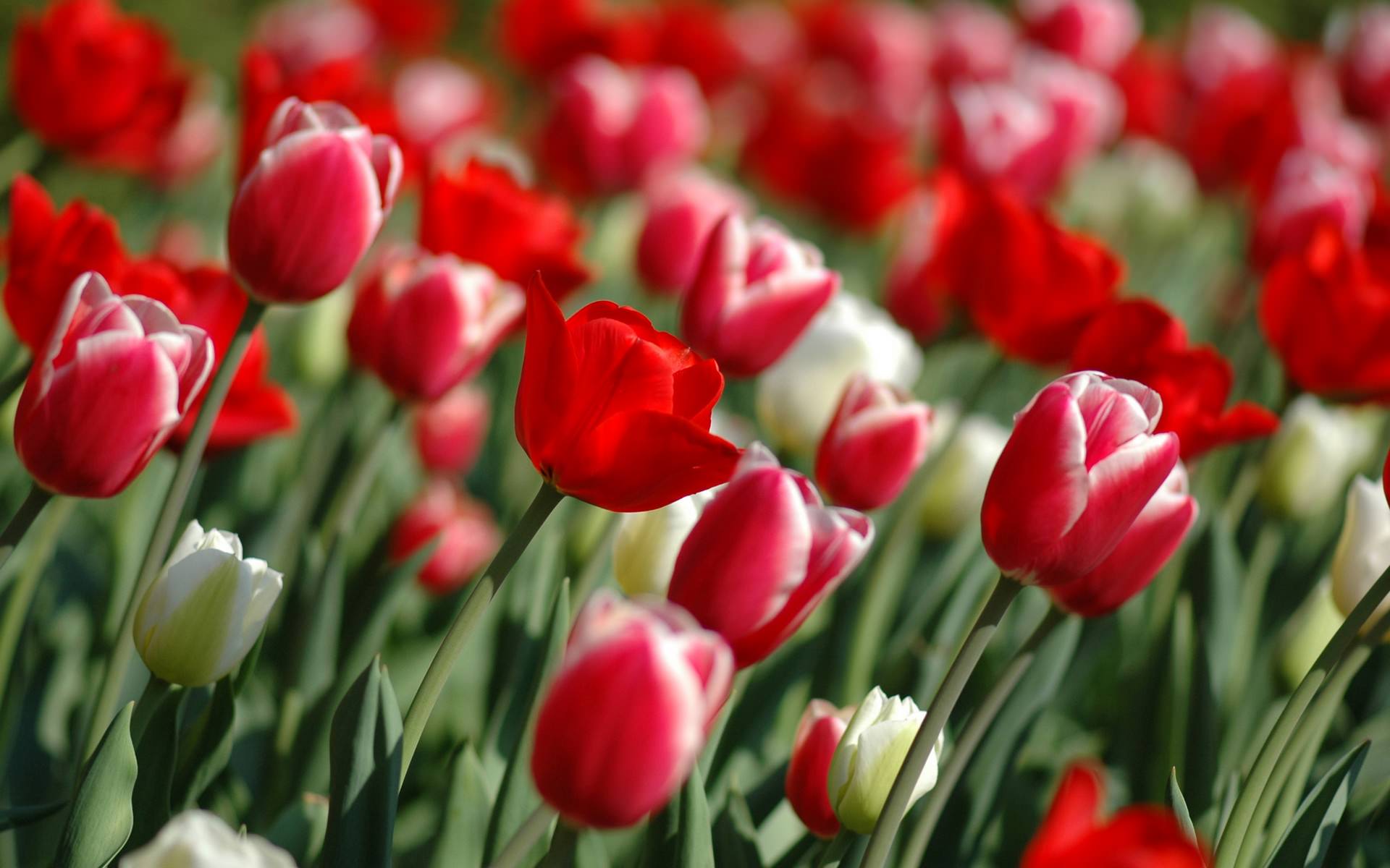 Red Tulips in Spring Season HD Widescreen Wallpaper