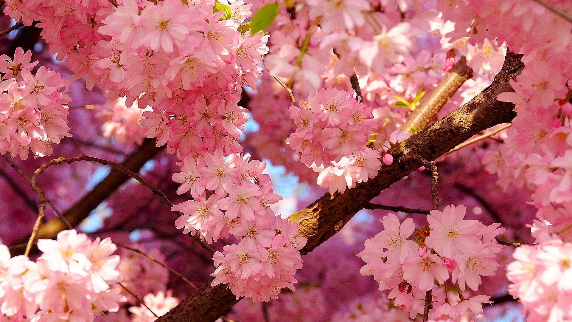 Cherry Blossoms Spring Wallpapers