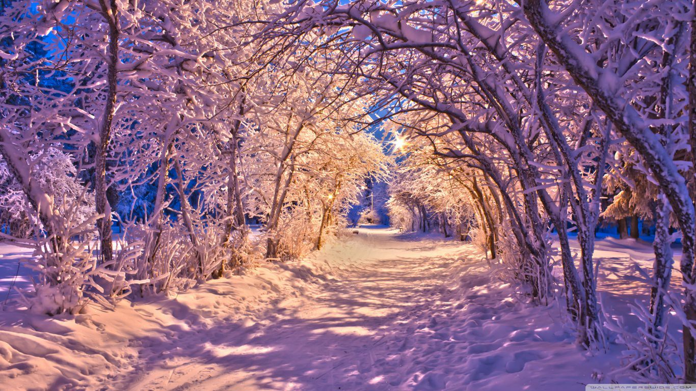 Snowy Tree Archway Winter Wallpaper