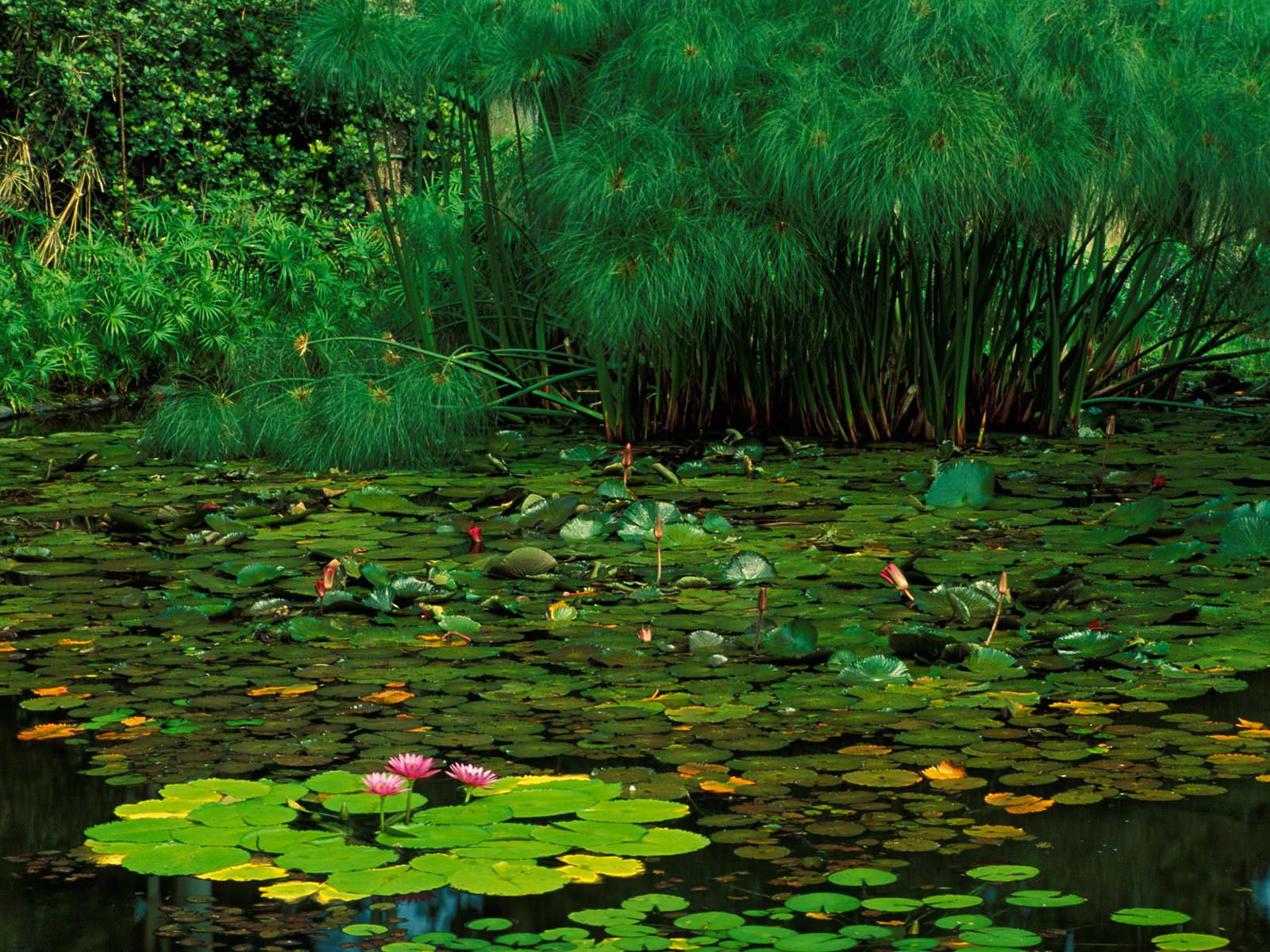 Beautiful Lotus in Water Wallpaper