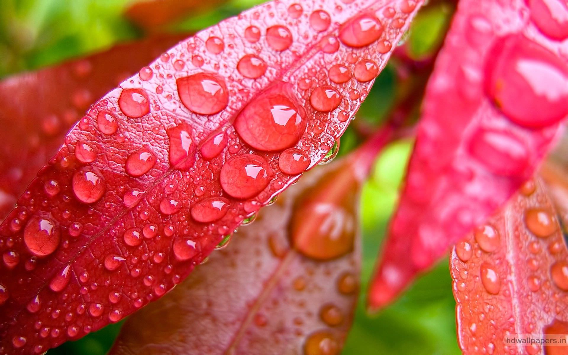 Water Bubbles On Pink Leaf Wallpapers