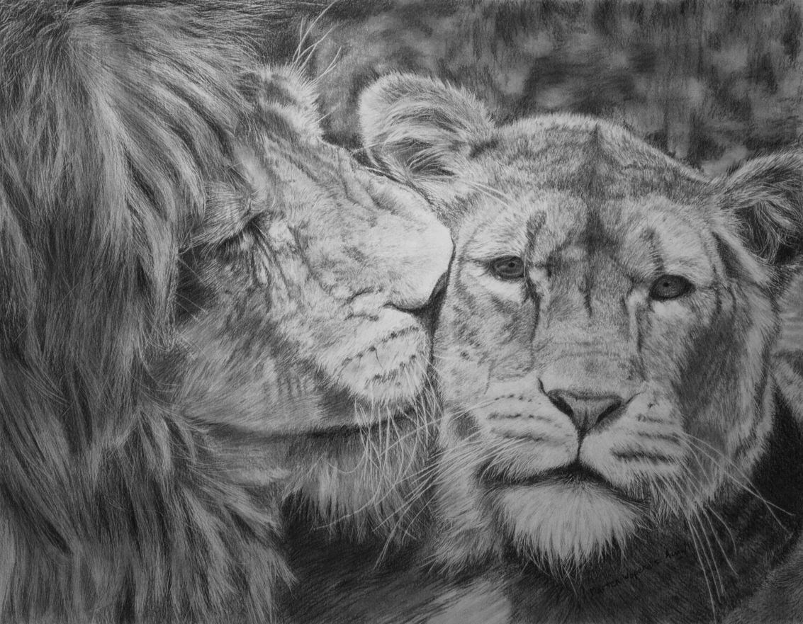 Lion Love Drawing