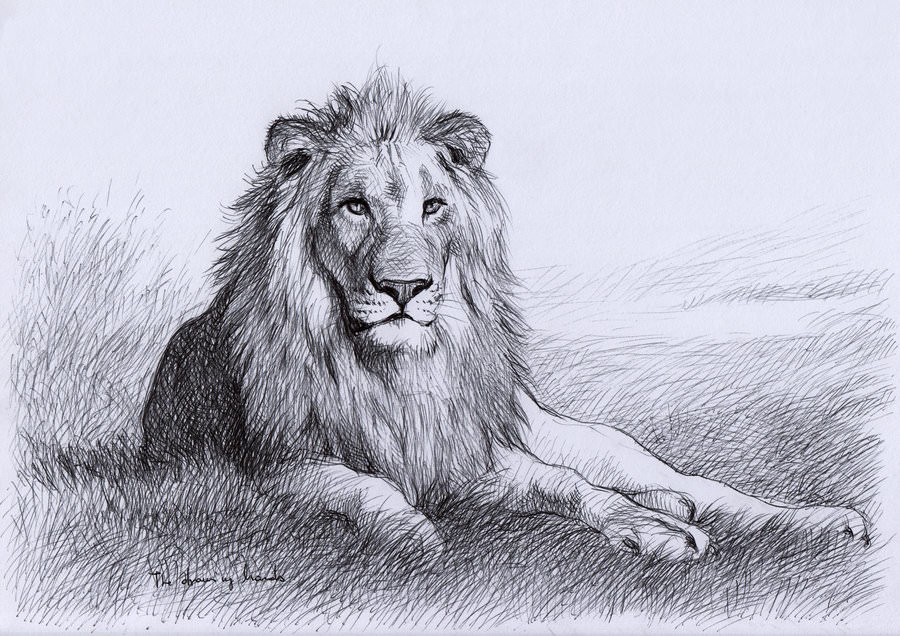 Resting Lion Drawing