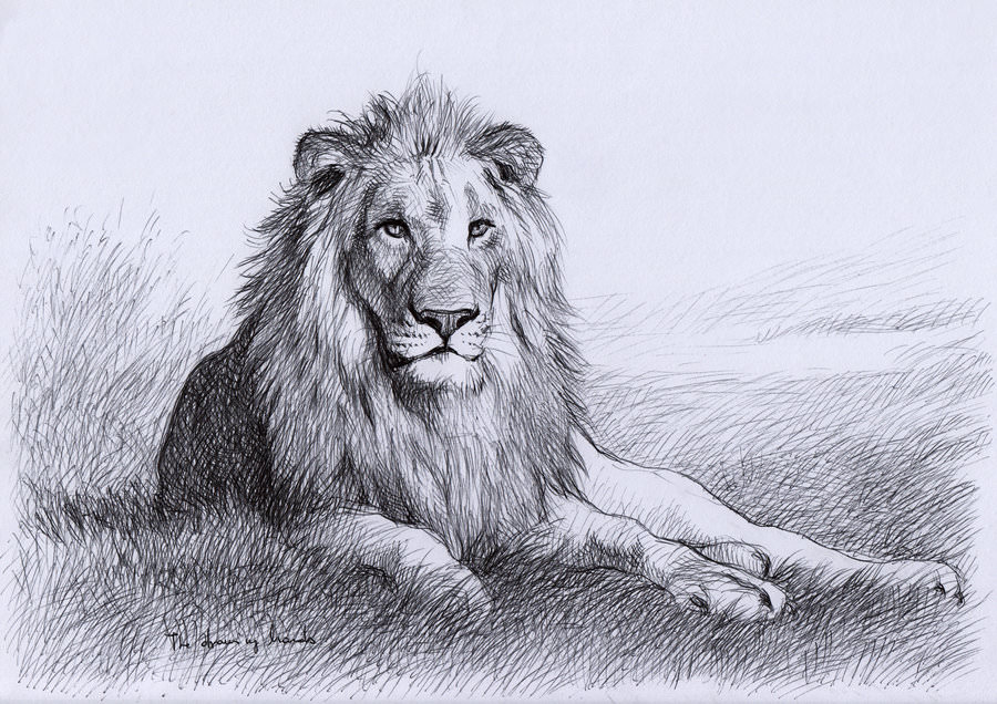 lion sitting drawing