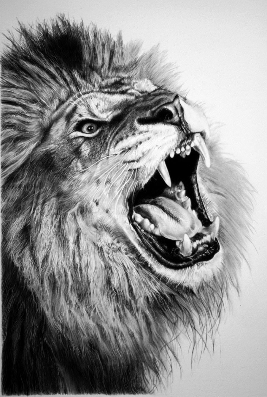 lion pencil drawing