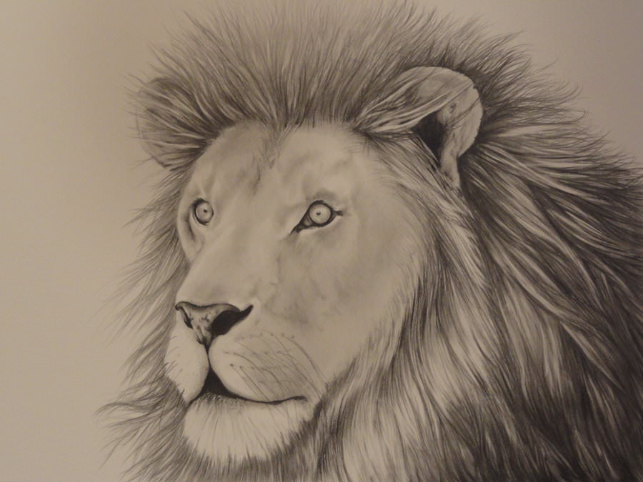 African Lion Drawing For Free