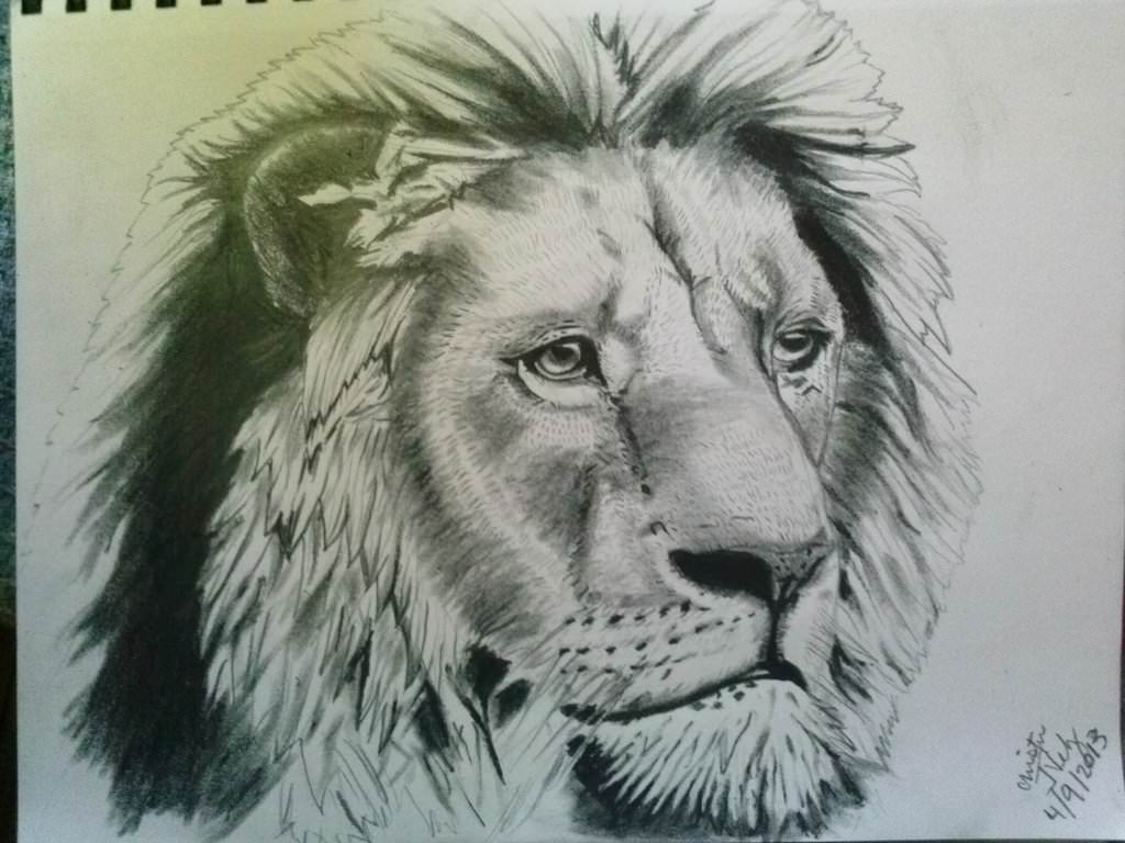 17+ Lion Drawings, Pencil Drawings, Sketches | FreeCreatives