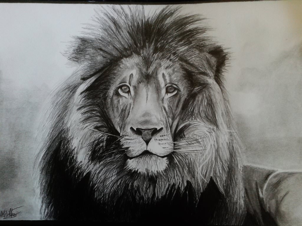 17+ Lion Drawings, Pencil Drawings, Sketches | FreeCreatives