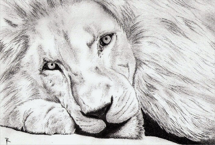 Beautiful Lion Drawing