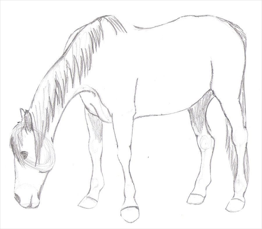Horse Drawing For Download