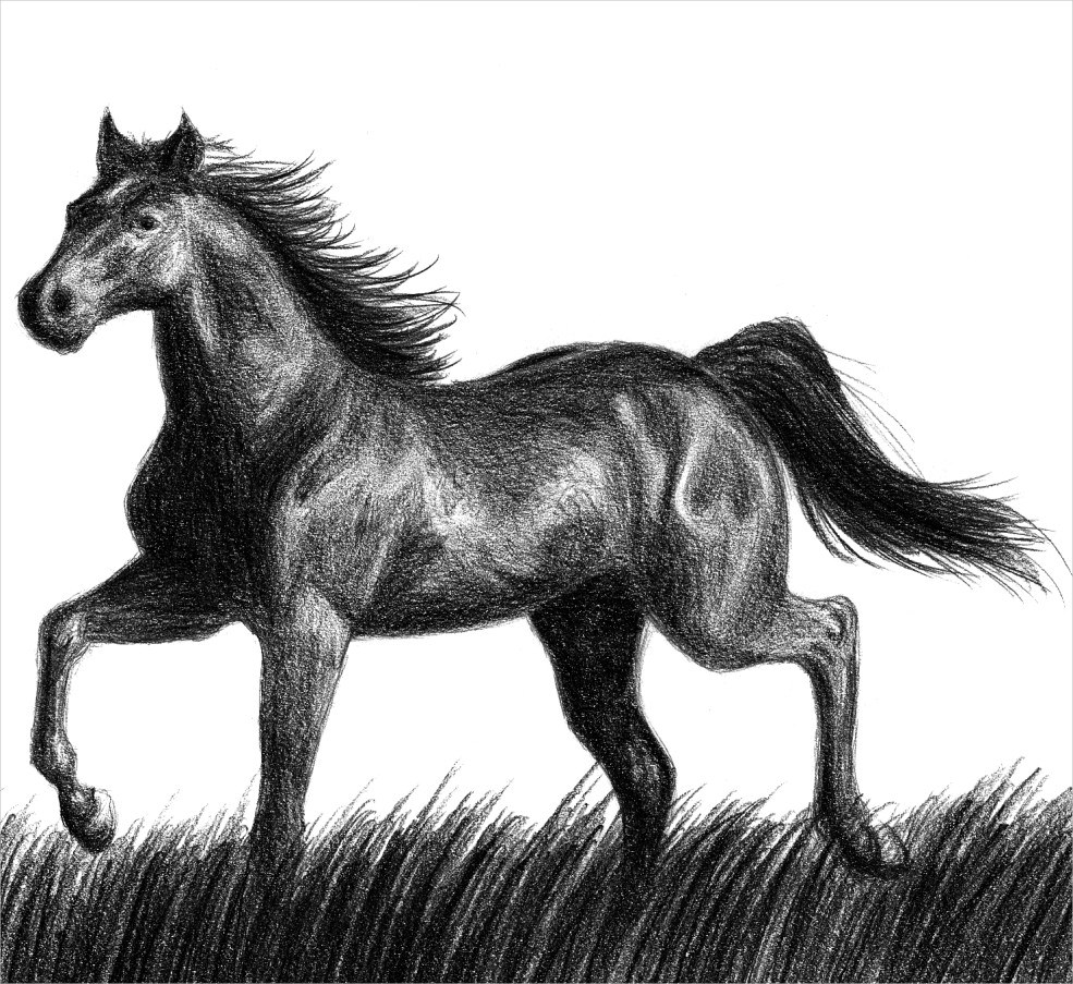 15 Horse Drawings JPG Download