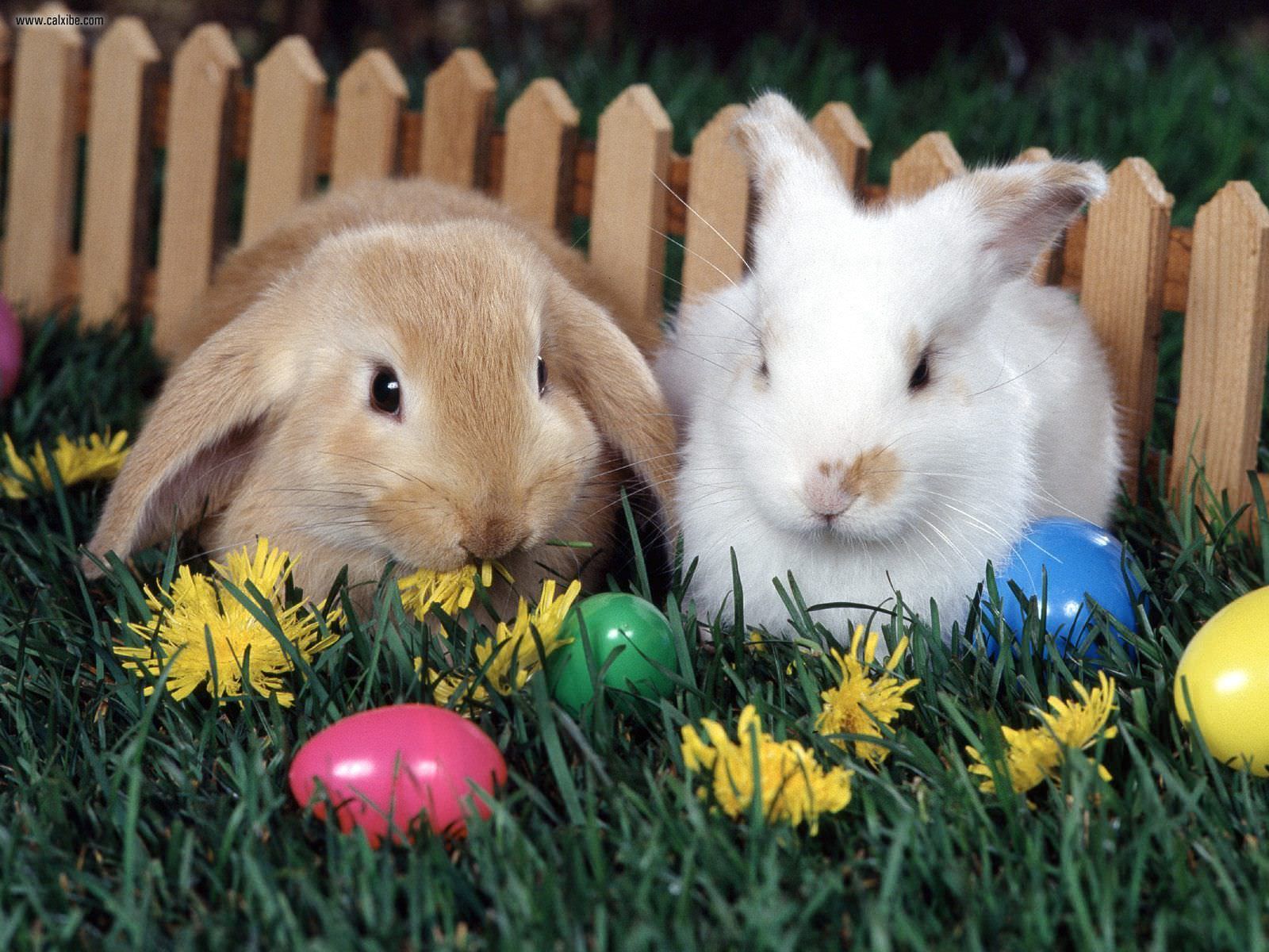 Easter Bunny Eggs Wallpaper For You