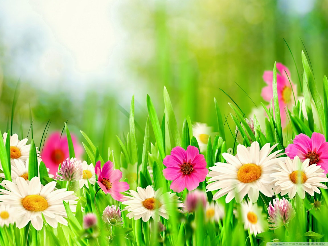 25 Easter Wallpapers Backgrounds Images FreeCreatives