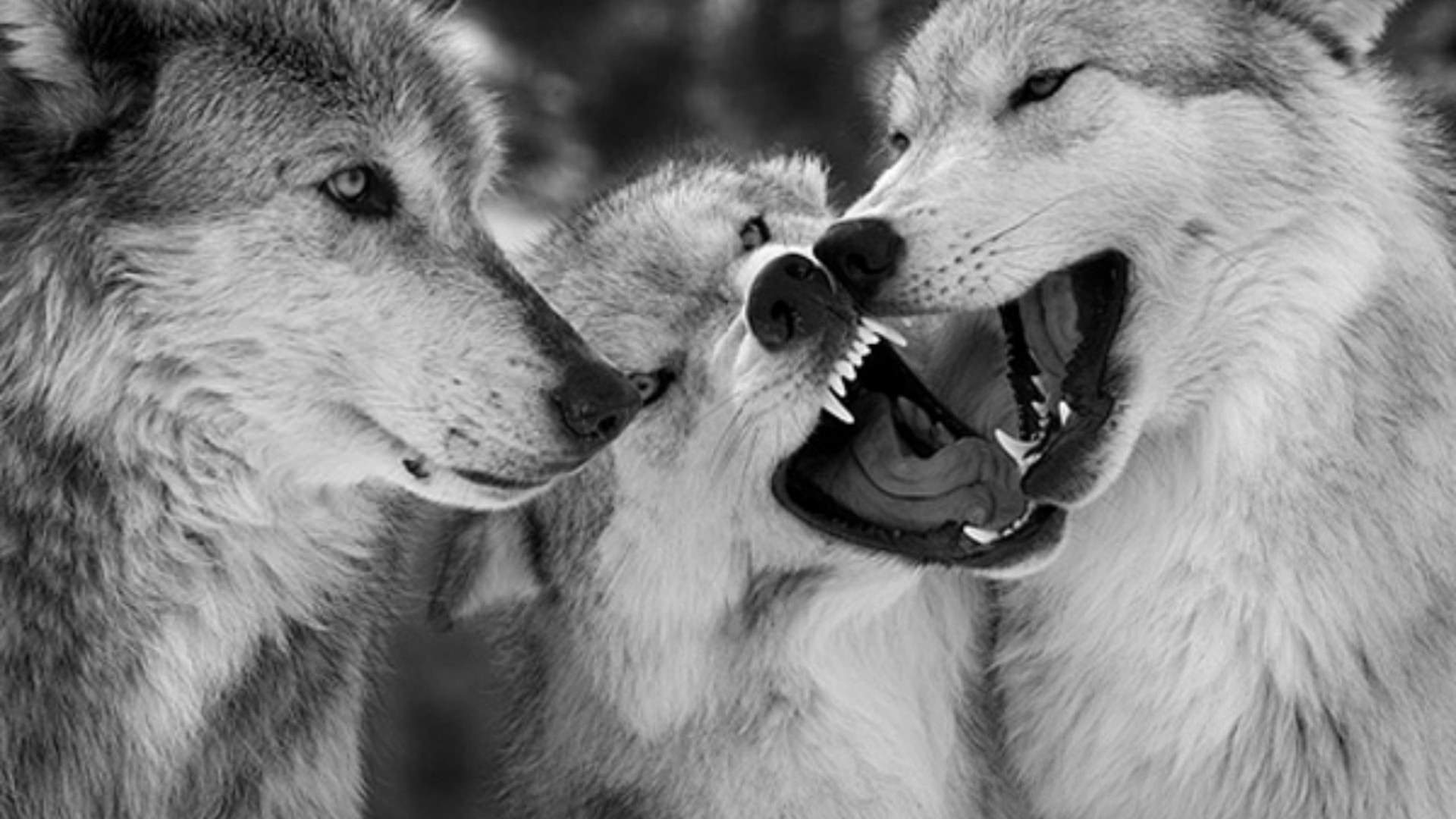 Wolfs Playing Background