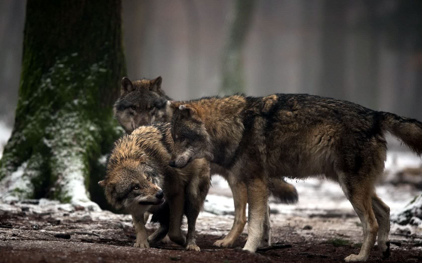 Wolf Fight Background