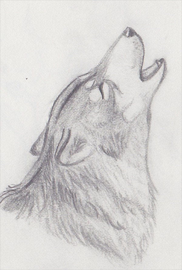 View Simple Wolves Howling Drawing PNG