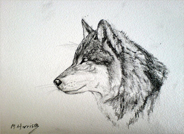 awesome wolf drawings