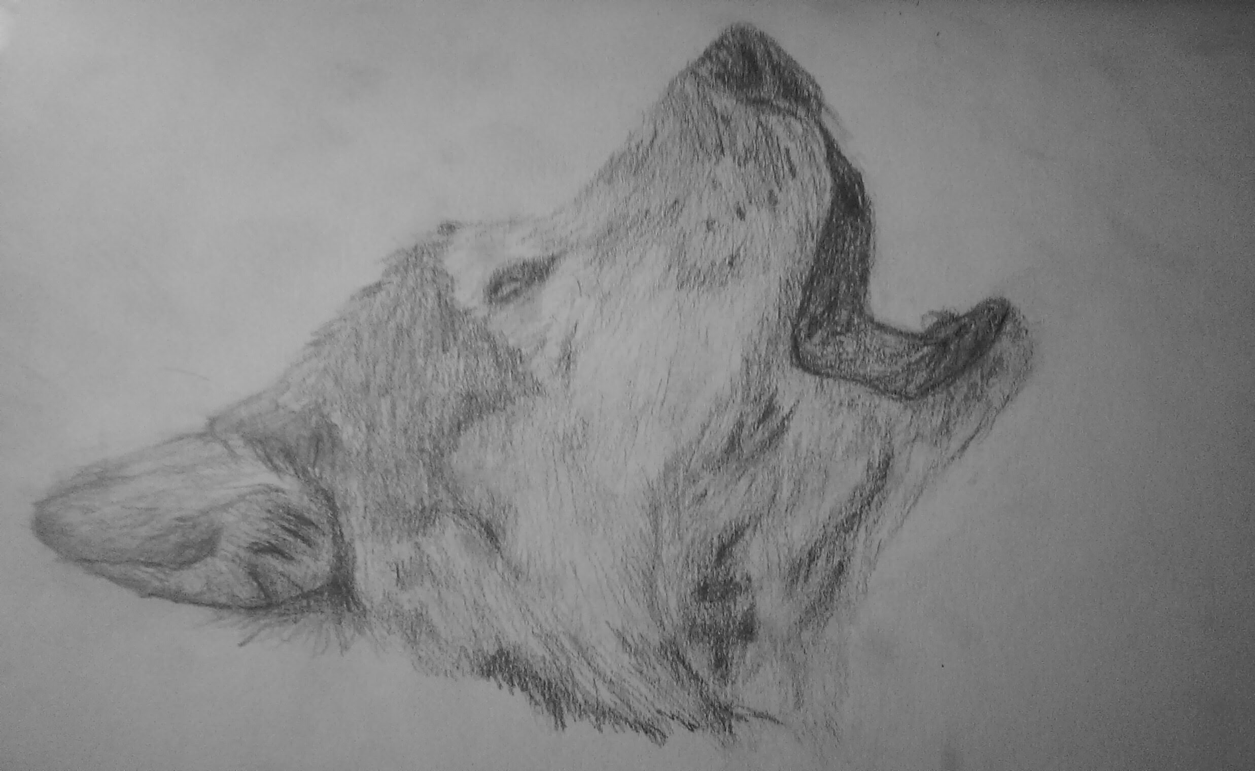 Awesome Wolf Drawing For Free