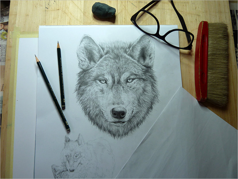 Fabulous Wolf Drawing For Download