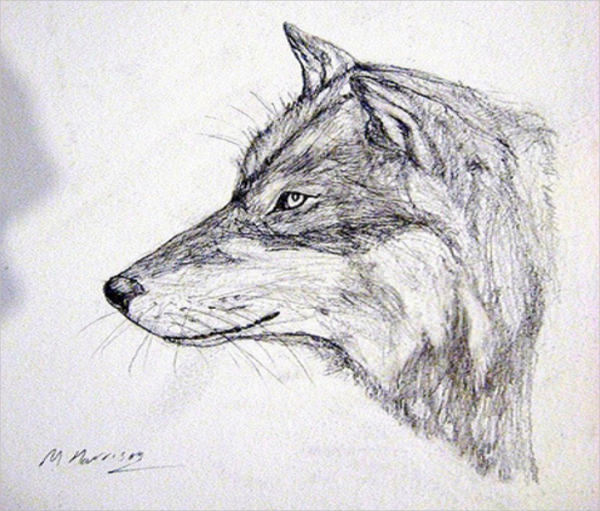 FREE 20+ Wolf Drawings in AI