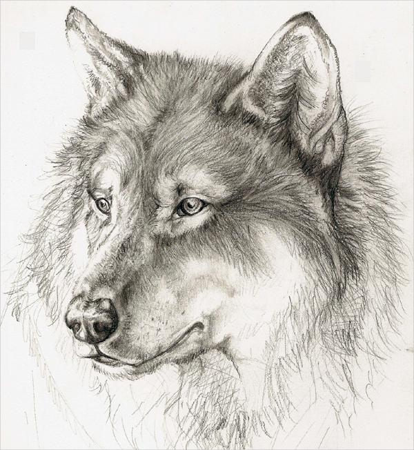 FREE 20+ Wolf Drawings in AI