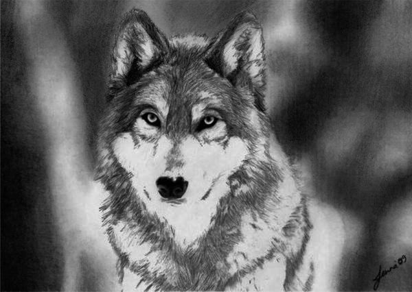 21 Wolf Drawings Pencil Drawings Sketches FreeCreatives